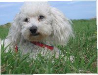 dog_lovers001006.jpg